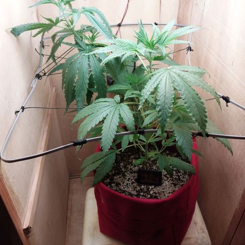Juana growlog timeline photo