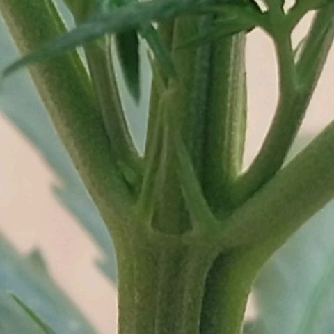 Juana growlog timeline photo