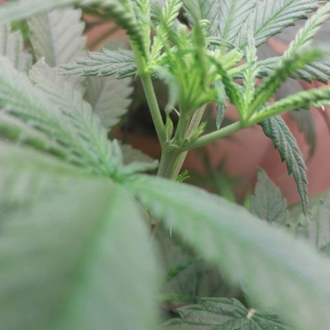 Mari growlog timeline photo