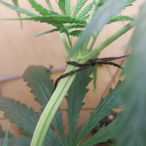 Juana growlog timeline photo