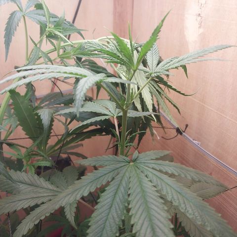 Mari growlog timeline photo