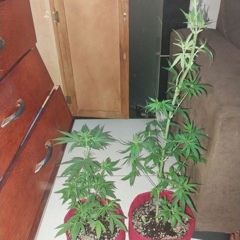 Juana growlog timeline photo