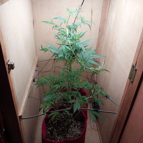 Juana growlog timeline photo