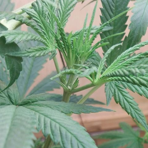 Mari growlog timeline photo