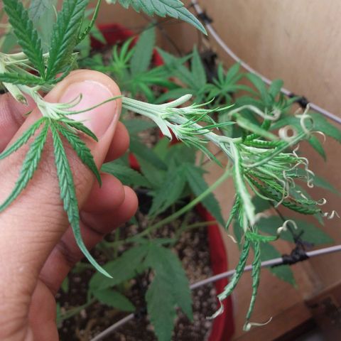 Juana growlog timeline photo