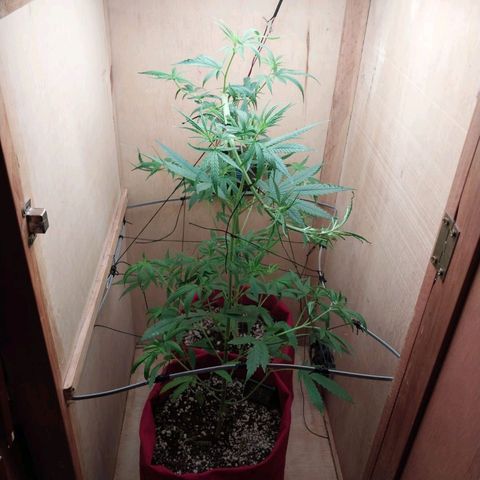 Juana growlog timeline photo