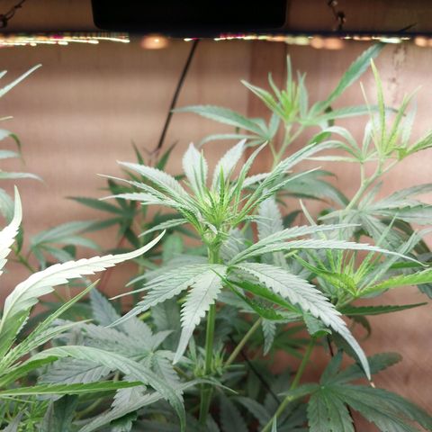 Juana growlog photo: Primeiras flores