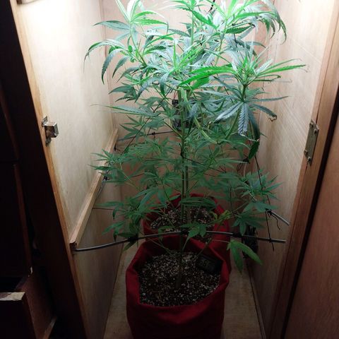 Juana growlog photo: Primeiras flores