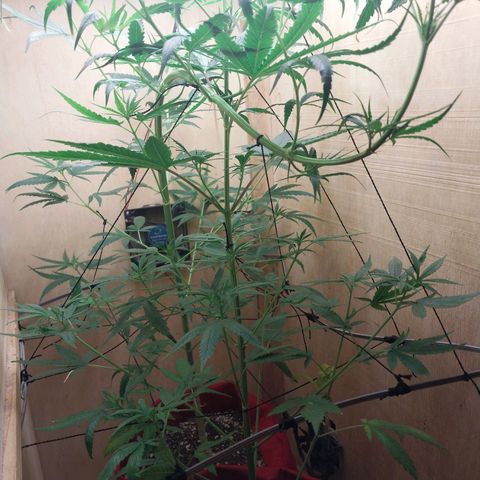 Juana growlog photo: Primeiras flores
