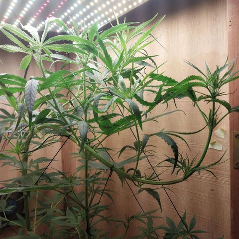 Juana growlog photo: Primeiras flores