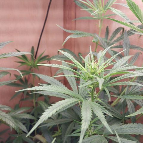 Mari growlog timeline photo