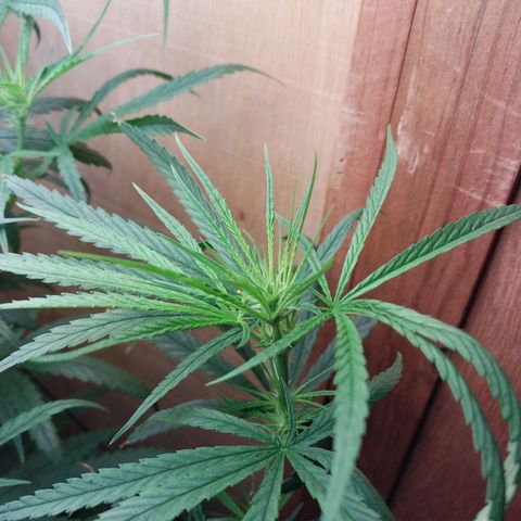 Juana growlog timeline photo