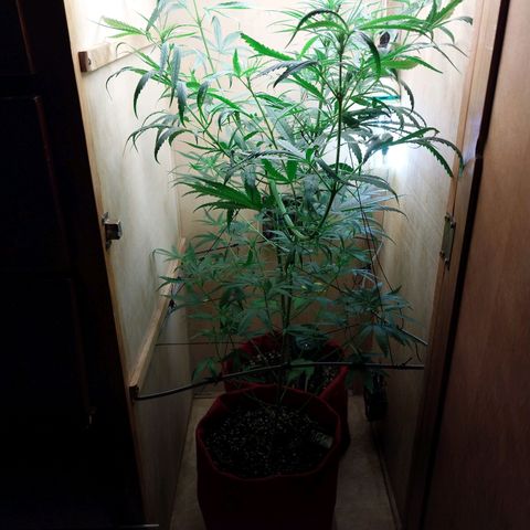 Juana growlog timeline photo
