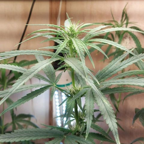 Mari growlog timeline photo