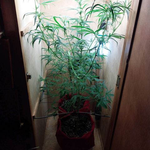 Juana growlog timeline photo