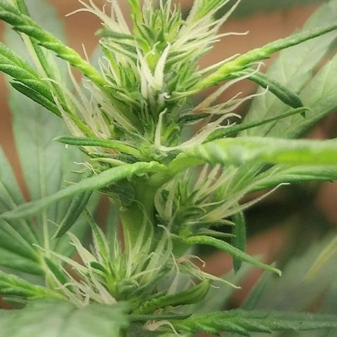 Mari growlog timeline photo