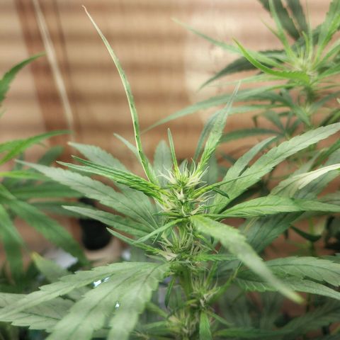 Mari growlog timeline photo