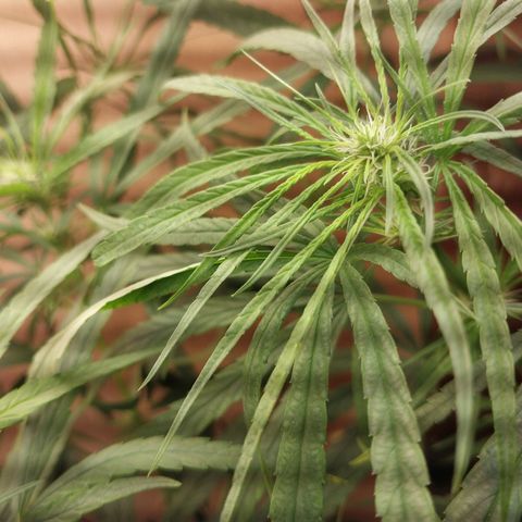 Juana growlog timeline photo