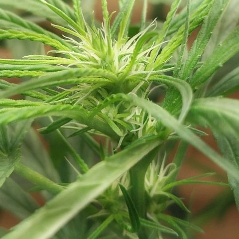 Juana growlog timeline photo