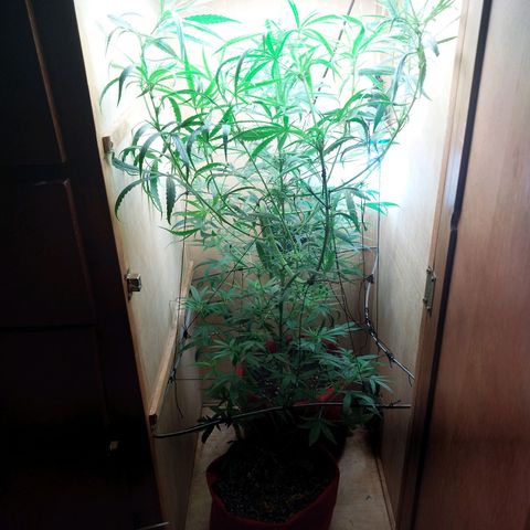 Juana growlog timeline photo
