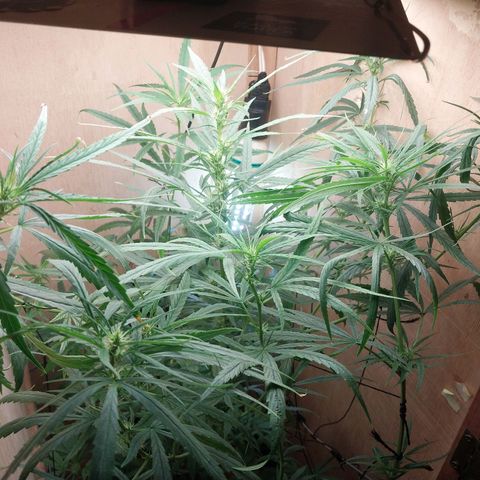 Juana growlog timeline photo
