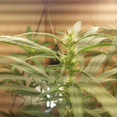 Mari growlog timeline photo