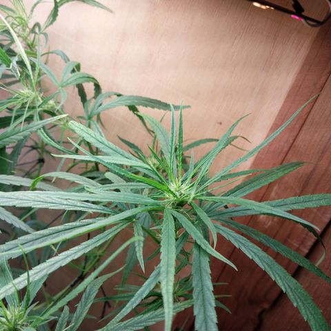 Juana growlog timeline photo