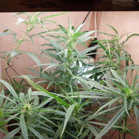Juana growlog timeline photo