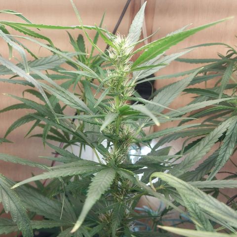 Mari growlog timeline photo