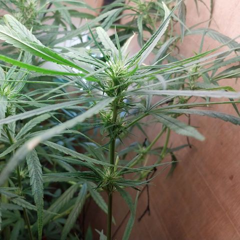 Juana growlog timeline photo