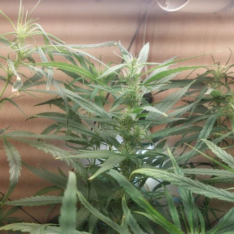 Mari growlog timeline photo