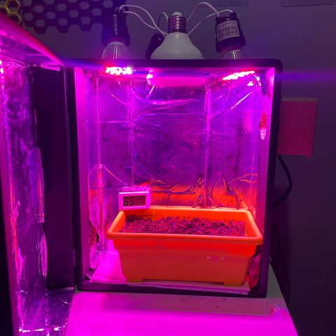 Pc Grow - Wedding Cake  growlog timeline photo