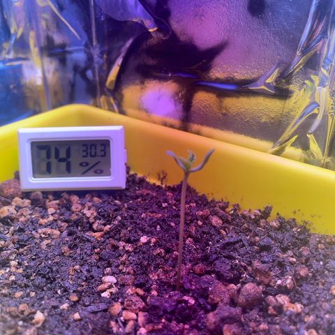 Pc Grow - Wedding Cake  growlog photo: Dia 03/03 foi feita a primeira rega com o fertilizante Flowermind a+b. Aparenentemente ela respondeu bem, e saiu da casca rs. 