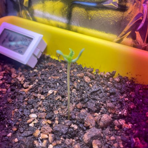 Pc Grow - Wedding Cake  growlog photo: Dia 03/03 foi feita a primeira rega com o fertilizante Flowermind a+b. Aparenentemente ela respondeu bem, e saiu da casca rs. 