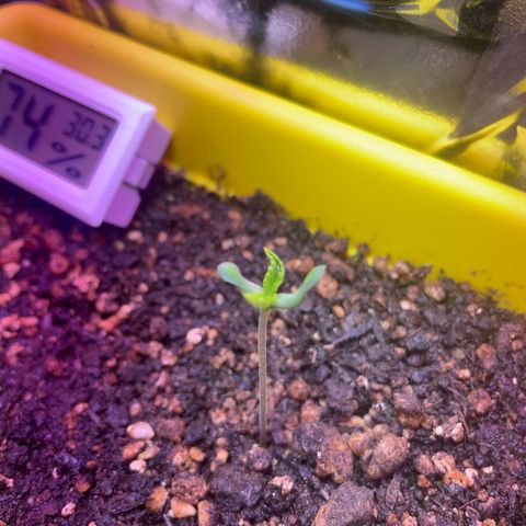 Pc Grow - Wedding Cake  growlog photo: Dia 03/03 foi feita a primeira rega com o fertilizante Flowermind a+b. Aparenentemente ela respondeu bem, e saiu da casca rs. 