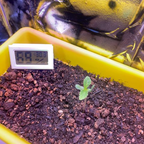 Pc Grow - Wedding Cake  growlog timeline photo