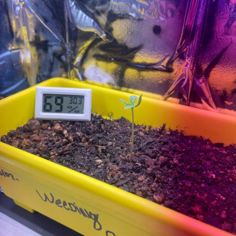 Pc Grow - Wedding Cake  growlog timeline photo