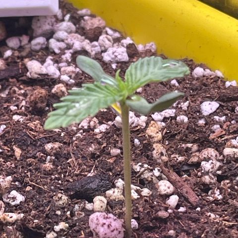 Pc Grow - Wedding Cake  growlog photo: Preenchi mais o vaso com substrato e seguimos evoluindo. Fiz uma pequena rega de aproximadamente 60ml água + fert.