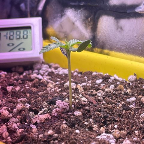 Pc Grow - Wedding Cake  growlog photo: Preenchi mais o vaso com substrato e seguimos evoluindo. Fiz uma pequena rega de aproximadamente 60ml água + fert.