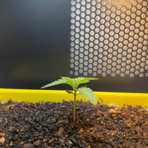 Pc Grow - Wedding Cake  growlog photo: Rega com fertilizante 