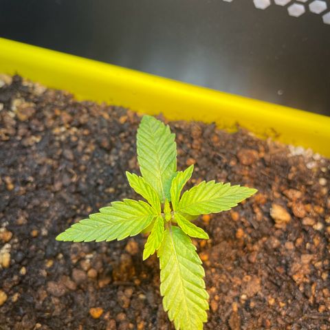 Pc Grow - Wedding Cake  growlog photo: Rega com fertilizante 