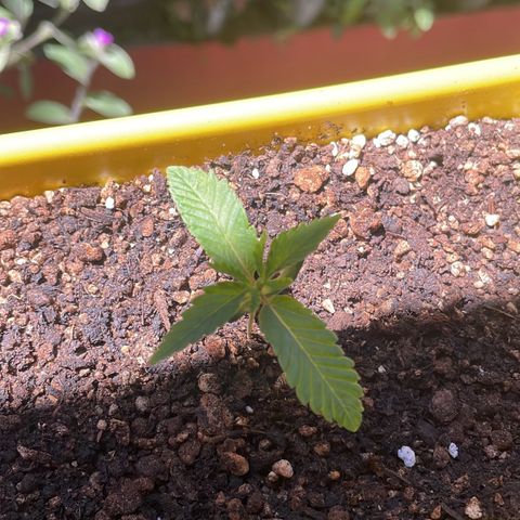 Pc Grow - Wedding Cake  growlog photo: Água + Fert