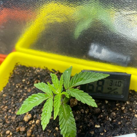 Pc Grow - Wedding Cake  growlog photo: Rega com água e fertilizante nova medida para a fase vegetativa 