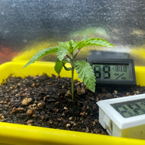 Pc Grow - Wedding Cake  growlog photo: Rega com água e fertilizante nova medida para a fase vegetativa 