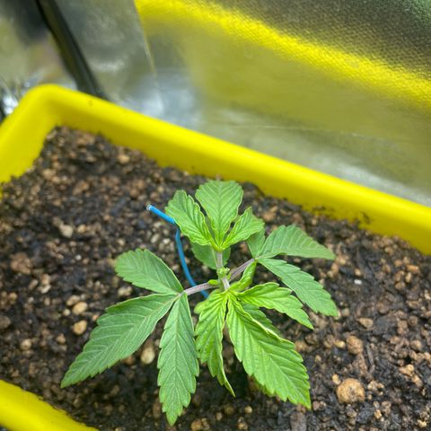 Pc Grow - Wedding Cake  growlog photo: Poda fim 
