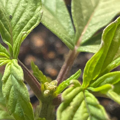 Pc Grow - Wedding Cake  growlog photo: Rega com fert solução preparada.