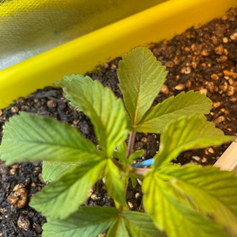 Pc Grow - Wedding Cake  growlog photo: Rega com fert solução preparada.