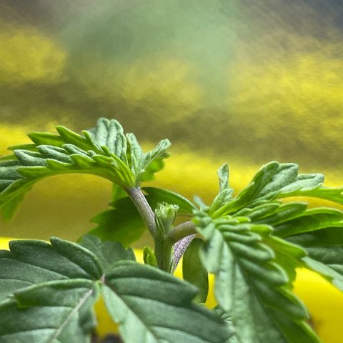 Pc Grow - Wedding Cake  growlog photo: Poda fim 