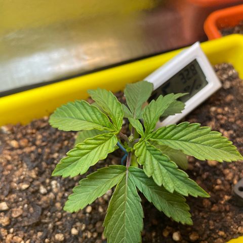 Pc Grow - Wedding Cake  growlog photo: Rega com fert solução preparada.