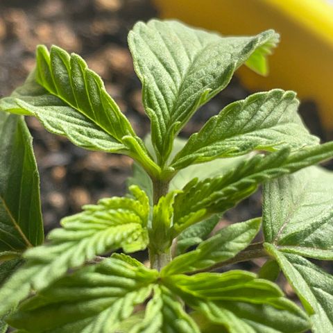 Pc Grow - Wedding Cake  growlog photo: Poda fim 